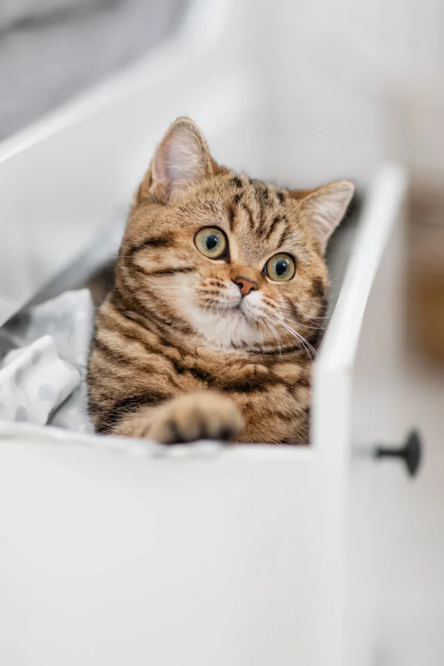 2 jährigen golden tabby Katze