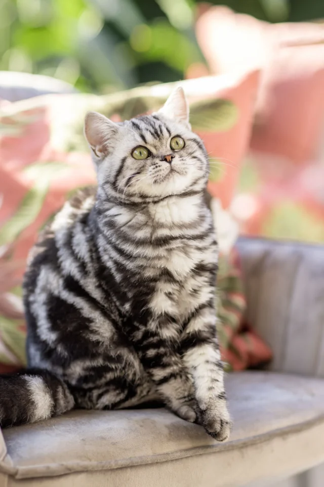 black silver tabby Mädchen