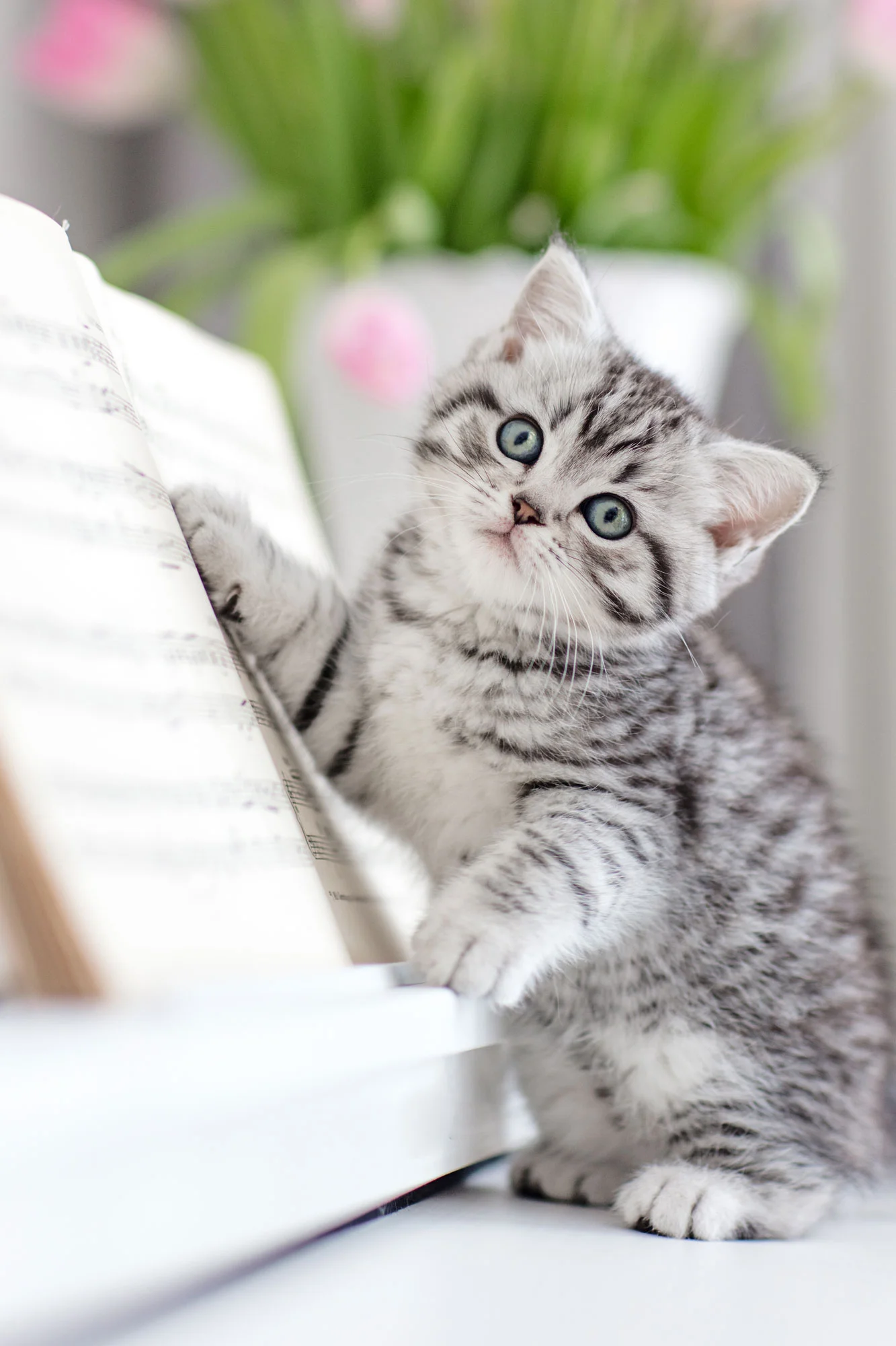 britisch-kurzhaar-katze-z-chter-britisch-kurzhaar
