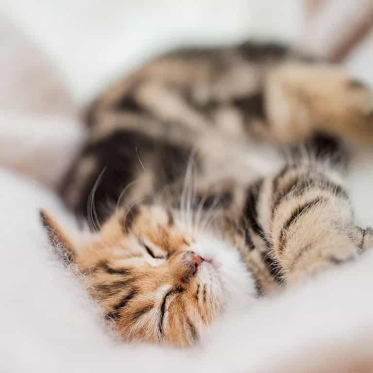 Foto eines schlafenden Britisch Kurzhaar Kittens