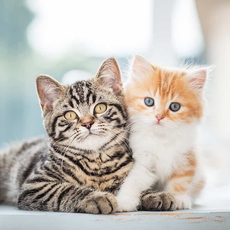 Süßes Foto von zwei Kätzchen.