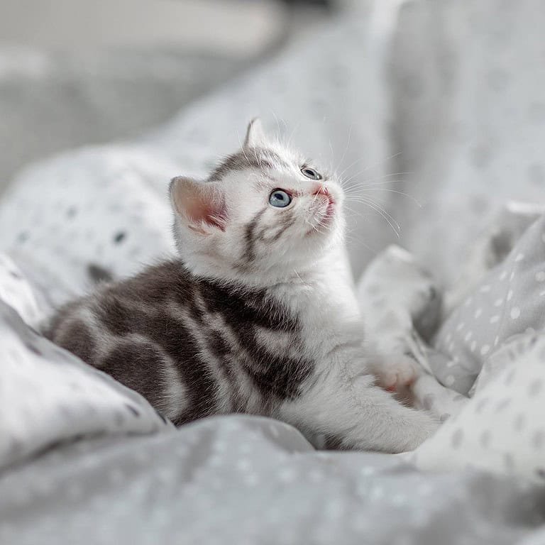 Foto einer kleinen Tabby Katze im Bett