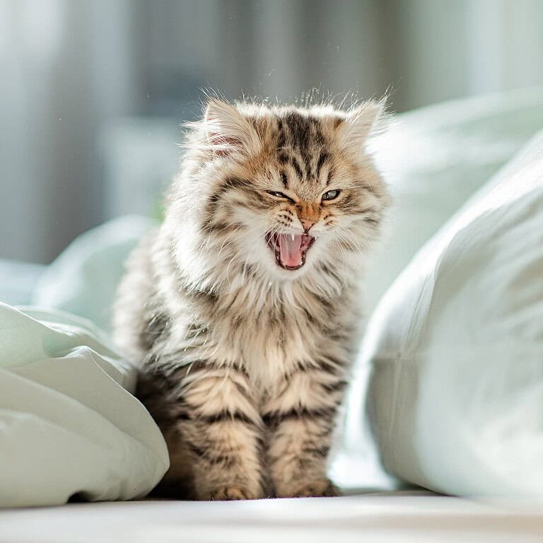 Foto eines Kittens beim Züchter
