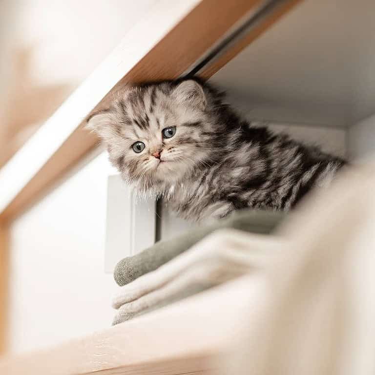 Niedliches Britisch Langhaar Kitten in silver tabby - 6 Wochen alt.