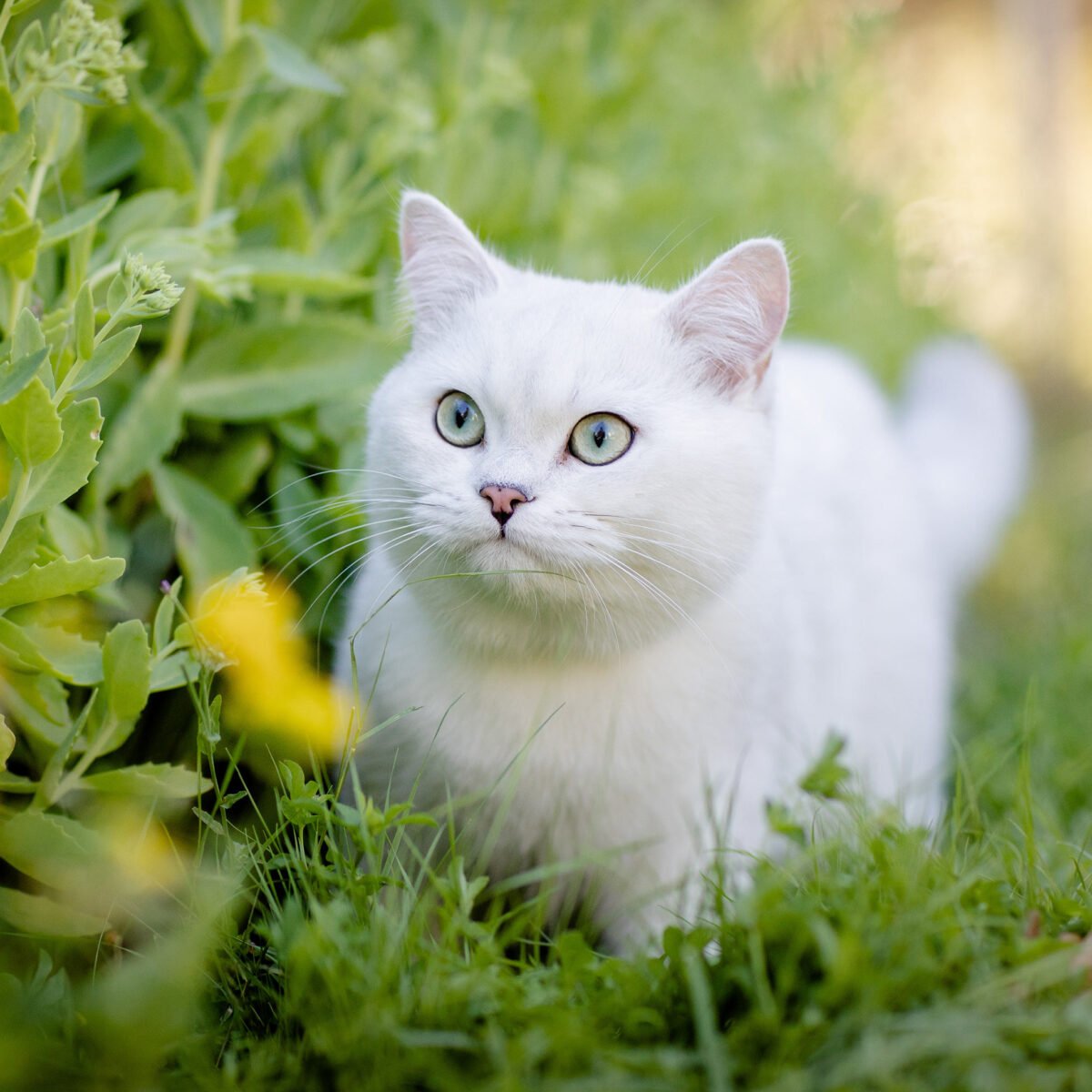 Bkh Rot Die Britisch Kurzhaar Farben im Überblick – Britisch Kurzhaar